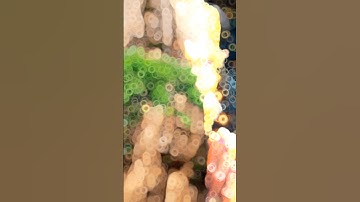 Bajranbali Baba Status Video #bajrangbali #hanuman #jaihanuman #jaishreeram #ram #shortsfeed #shorts