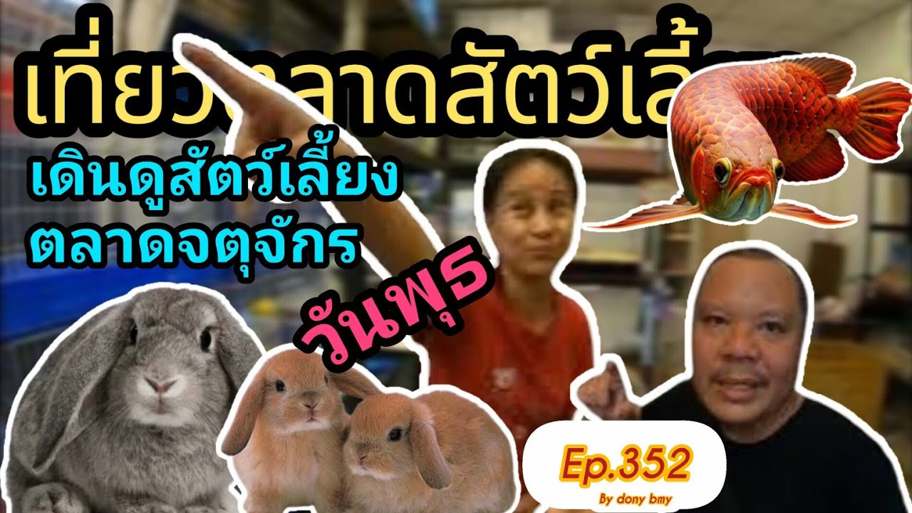 เที่ยวตลาดสัตว์เลี้ยง Ep.352 🐈🦜|เดินดูสัตว์เลี้ยงชิวๆในวันพุธที่จตุจักร| #ตลาดจตุจักร #Chatuchak