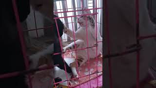 Beyantem Teyus Ya cat nizamkucinglucu kucinganggoralucudanimut taswanita