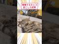 爆睡するネッコ起こした結果 #2ch動物スレ #猫動画 #猫のいる暮らし