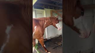 Paint Horse Bucks and Farts on the Way to Stable