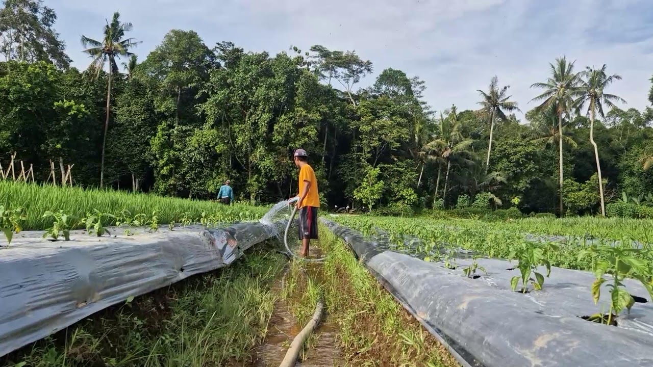 THIS PUMP HOSE WATERING TECHNIQUE MAKES WATERMELON GROW FASTER! -Agriculture Farming