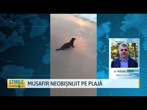 Musafir neobișnuit pe plajă
