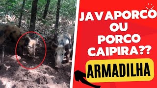 CAIRAM 2 JAVALIS na ARMADILHA