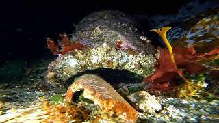 Relaxing Scuba Dive at Three Tree Point