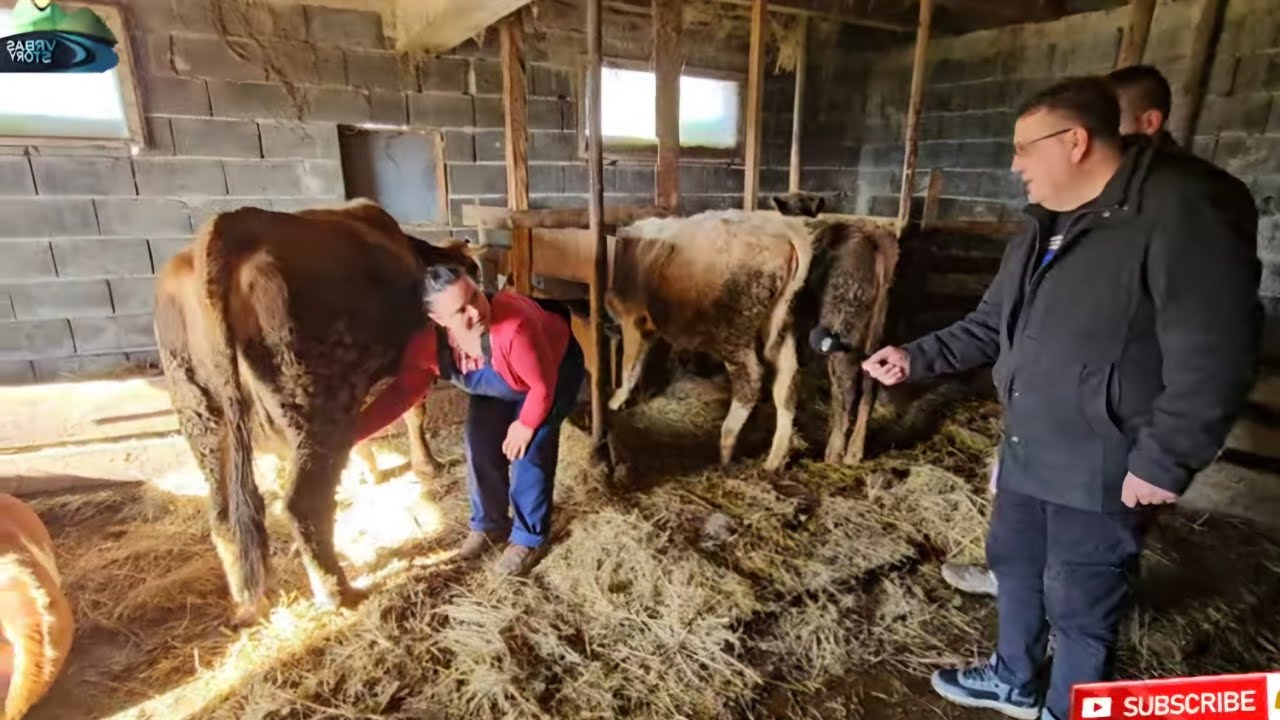 🐄 Nisam znala musti kravu, ali sada muzem brže od muža! 