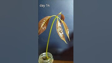14 days in 14 seconds - mango seed time lapse , follow @seed_lapse for more