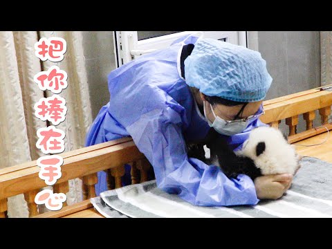 《熊貓早晚安》超療愈！新生熊貓寶寶被奶媽捧在手心|iPanda熊貓頻道
