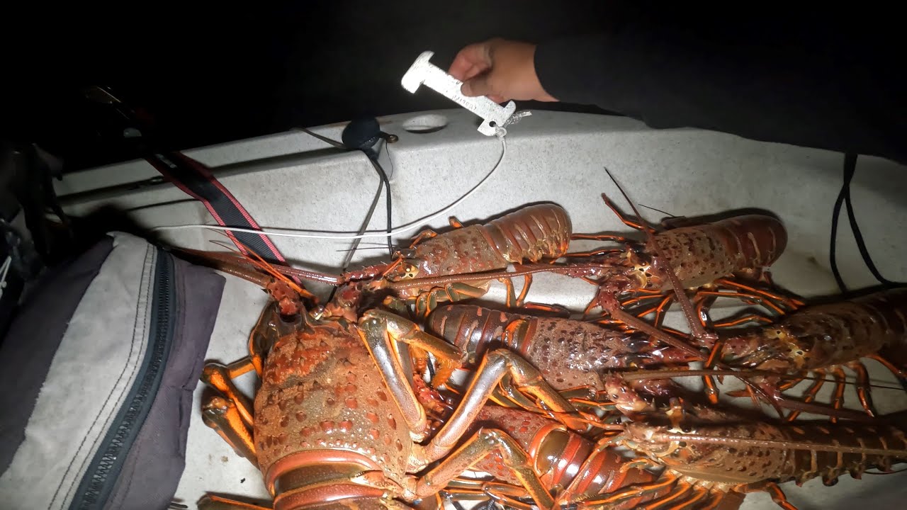 Пойманный и взвешенный гигантский калифорнийский лобстер весом 6,2 фунта | советы по ловле на удочку