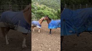 Frustrated California Riding Academy Ponies: Merlin and Bogart Feeling the Stress Too.