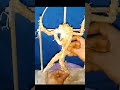 How to set Ganesha #Shorts #ganesha #video