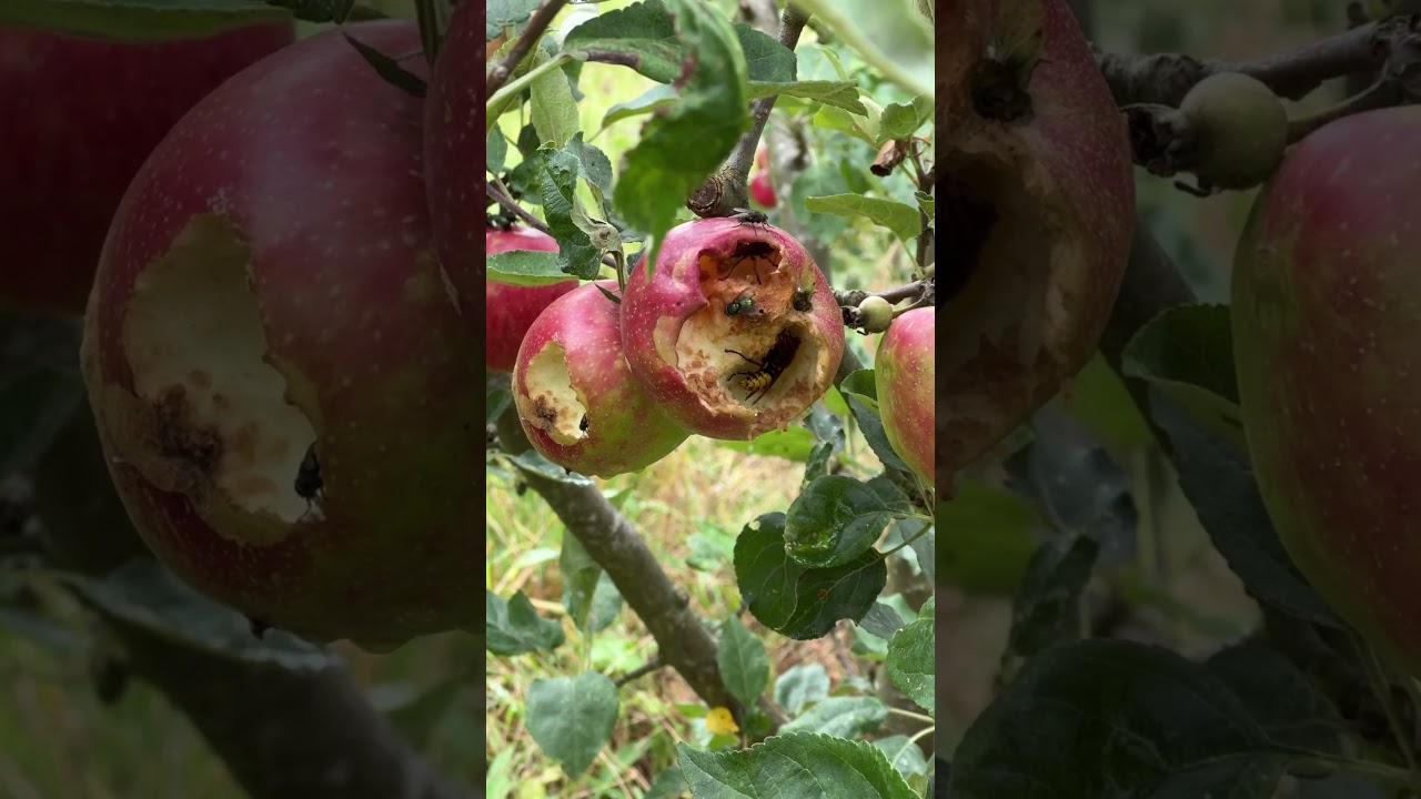 Huge problem with hornets on apples! 