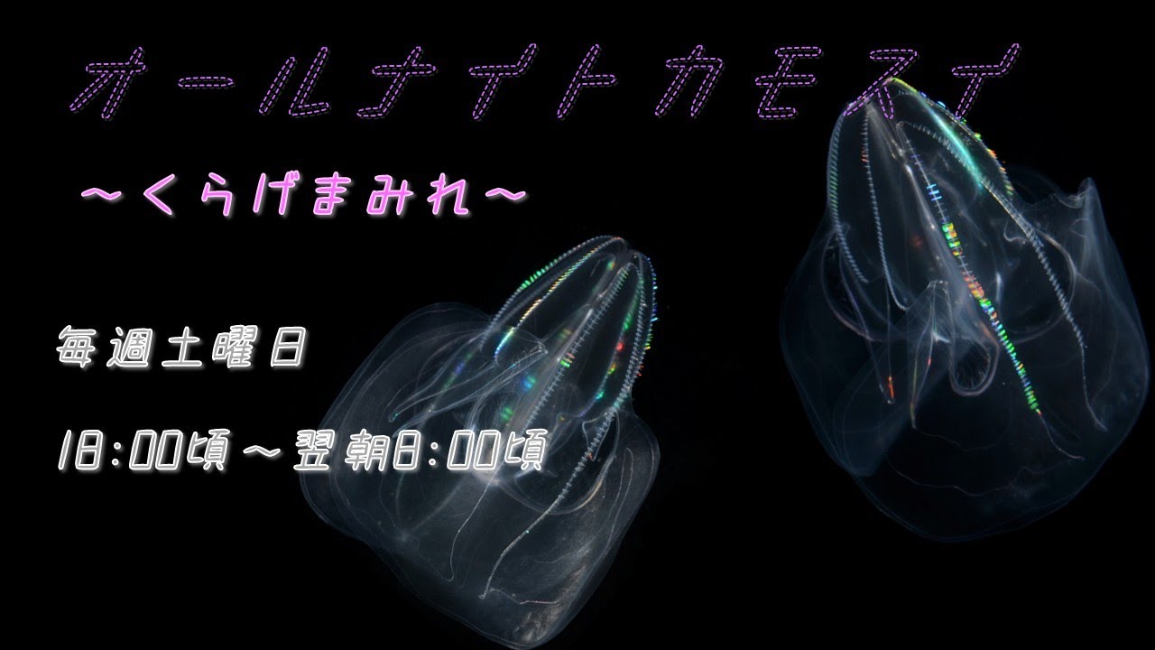 オールナイトカモスイ ～くらげまみれ～ #233 カブトクラゲ - YouTube