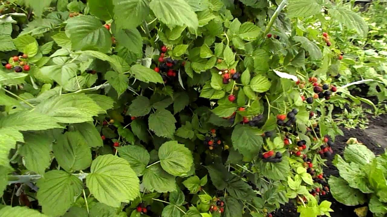 чёрная малина сорта фото онлайн