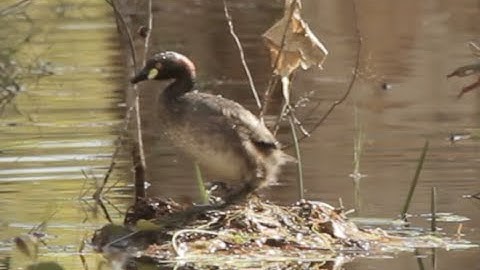 Australasian Grebe building a floating nest