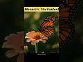 Monarch Butterfly