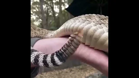 ГРЕМУЧАЯ ЗМЕЯ .