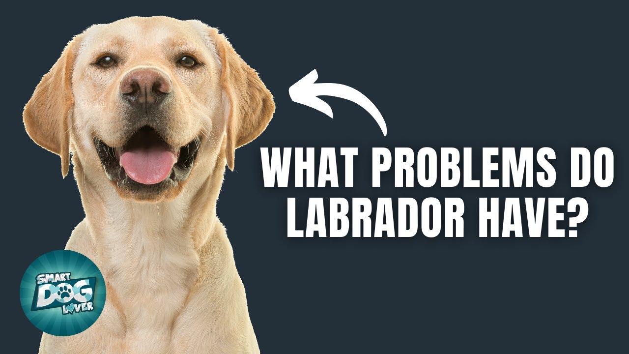 are labrador smart