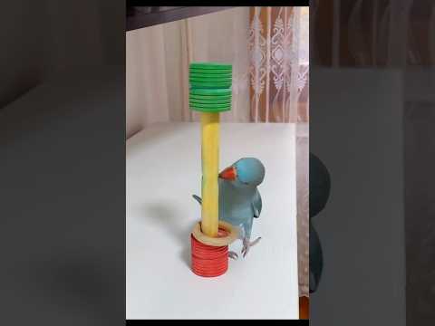 Bird Indianringneck Miculalexander Parrot Papagal Viral Funny Pasari Birds Parrotspeaking 