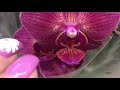 Огромная уценка орхидей от 449 руб  в Оби 23 октября 2020 г.