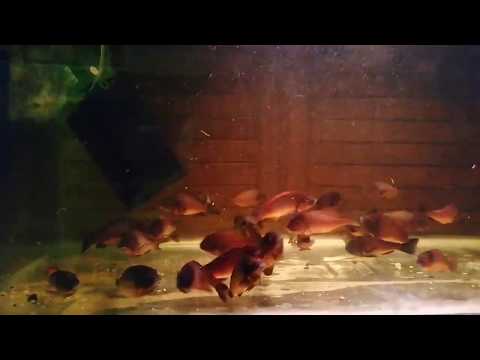 Трофеус молиро (Tropheus moorii "Moliro") 2