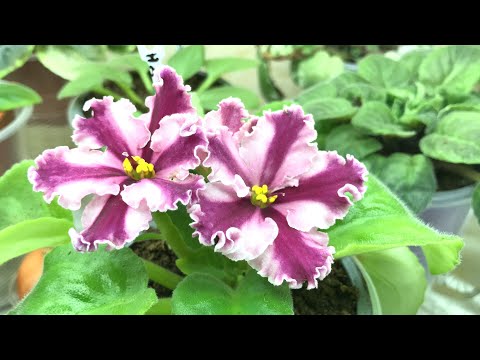 Вот какие ФИАЛКИ