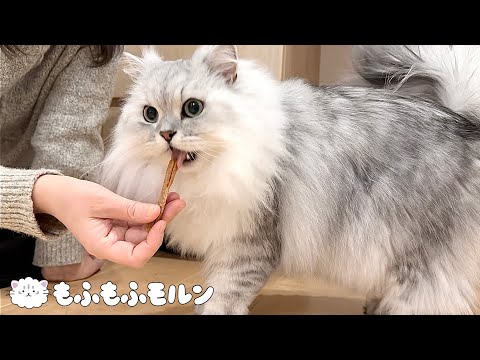初めて歯磨きおやつを食べた猫の反応は？ 【サイベリアン】
