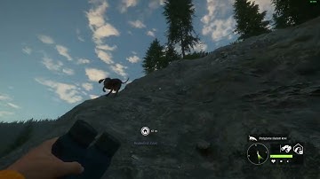 COTW bug - tracking sheep