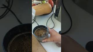 alternative for coffee lovers #dandelion  #nature #love #prepping #forging
