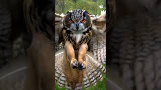 Shocking and crazy facts about owl😨🦉/Amazing facts/Mind blowing facts about animals/Facts in hindi