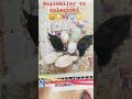 Bizimkiler vs Onlarınki #civciv #kedi #civcivbakımı #komikvideo