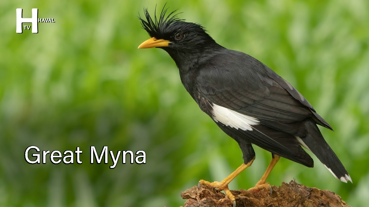 Great Myna Bird Sounds