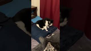 Download Lagu That’s one snug looking Nuggs. MP3