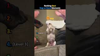 Ranking Best Dog vs Hand Challenge Moments