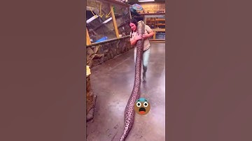 Giant Python