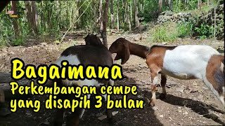 Bagaimana Perkembangan Cempe Yang Disapih Umur 3 Bulanlonochanel