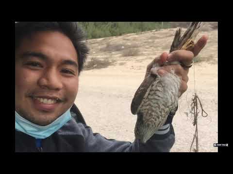 SPARROW HAWK TRAINING!!!