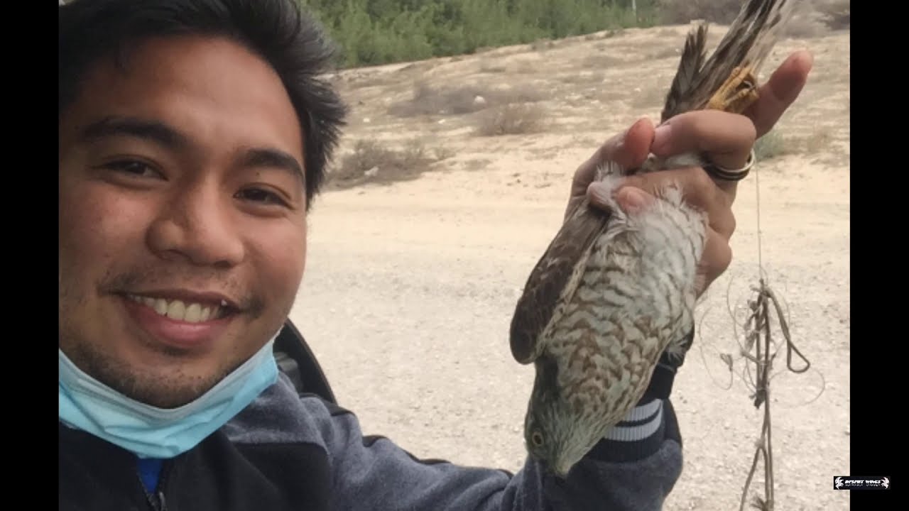 SPARROW HAWK TRAINING!!! MY FIRST ACCIPITER