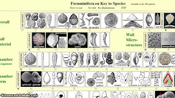 Foraminifera.eu Key to Species