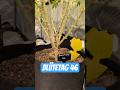 Blütetag 46 #growth #homegrown #420
