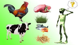 Животные Для Детей 6 Лет - Животные Для Детей Домашние Bonbi Tv