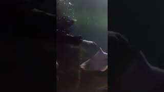 My Shark Dive 9th October 2016