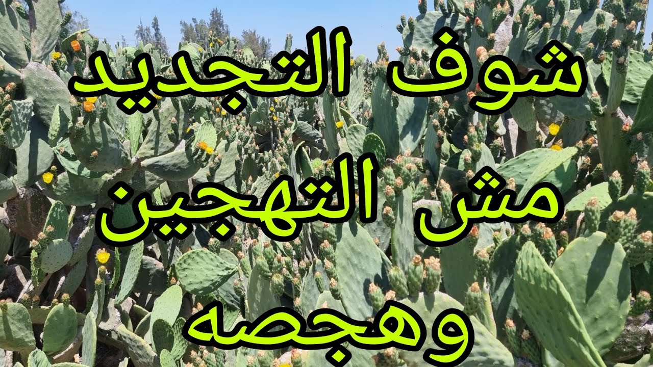 مرحلة تمت من سنة ونصف دلوقتى بقت بتنتج ونجحت نجاح رهيب 01007305821