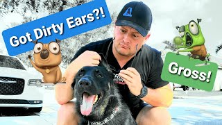 How to Clean Your Dog's Ears or Puppy's Ears! Get the Gunk Out!