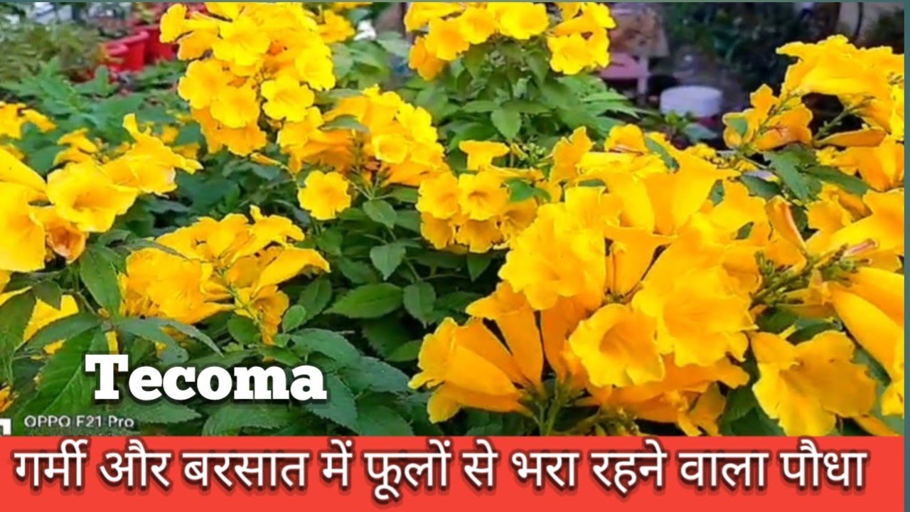 Tecoma Plant-Care ll tecoma Permanent Flowering Plants Care Tips
