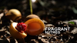 Dilmah Infusions Crafted By Nature