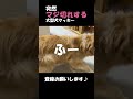 愛犬のテンションを一瞬で0→100にしてみた#ゴールデンレトリバー#shorts#箱入りクッキーはゴールデンレトリバー#goldenretriever