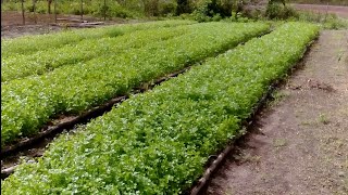 Como plantar cheiro-verde: Começo, meio e fim