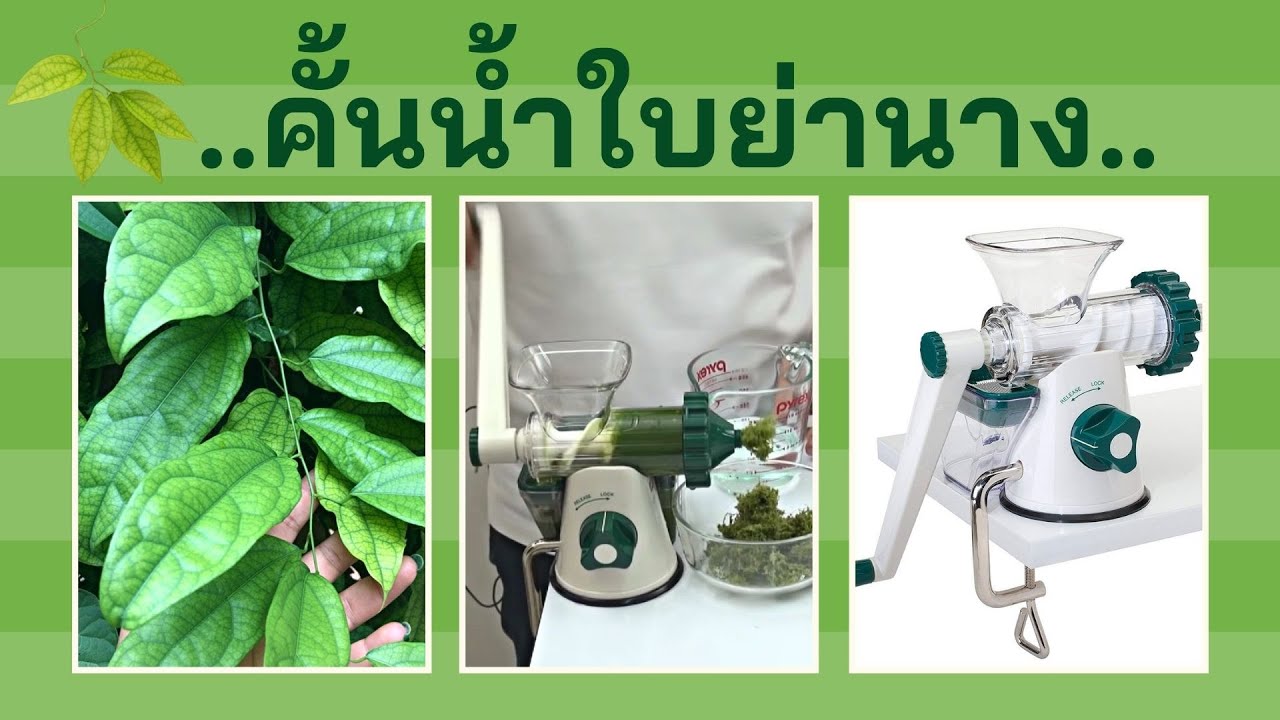 คั้นน้ำใบย่านางเครื่องคั้นแยกกากสกัดเย็น มือหมุน Lexen GP27 | เครื่อง ... คั้นน้ำใบย่านางเครื่องคั้นแยกกากสกัดเย็น มือหมุน Lexen Gp27 | เครื่อง ...