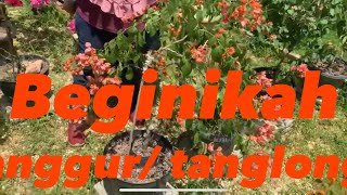 Mengenal Bogenfile tanglon/ anggur oren yang  cantik